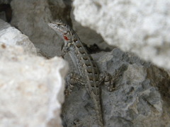 Cozumel Spiny Lizard photo 5