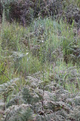 Chlorophytum bowkeri