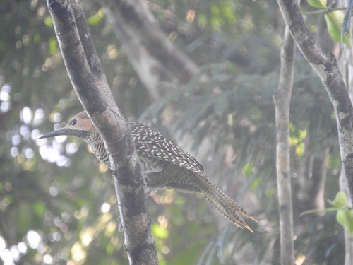 Fernandina's Flicker (Colaptes fernandinae), photo 6