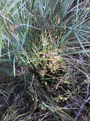 Cyperus sexangularis