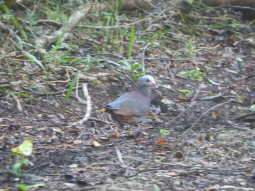 Grey-fronted Quail-Dove (Geotrygon caniceps), photo 4