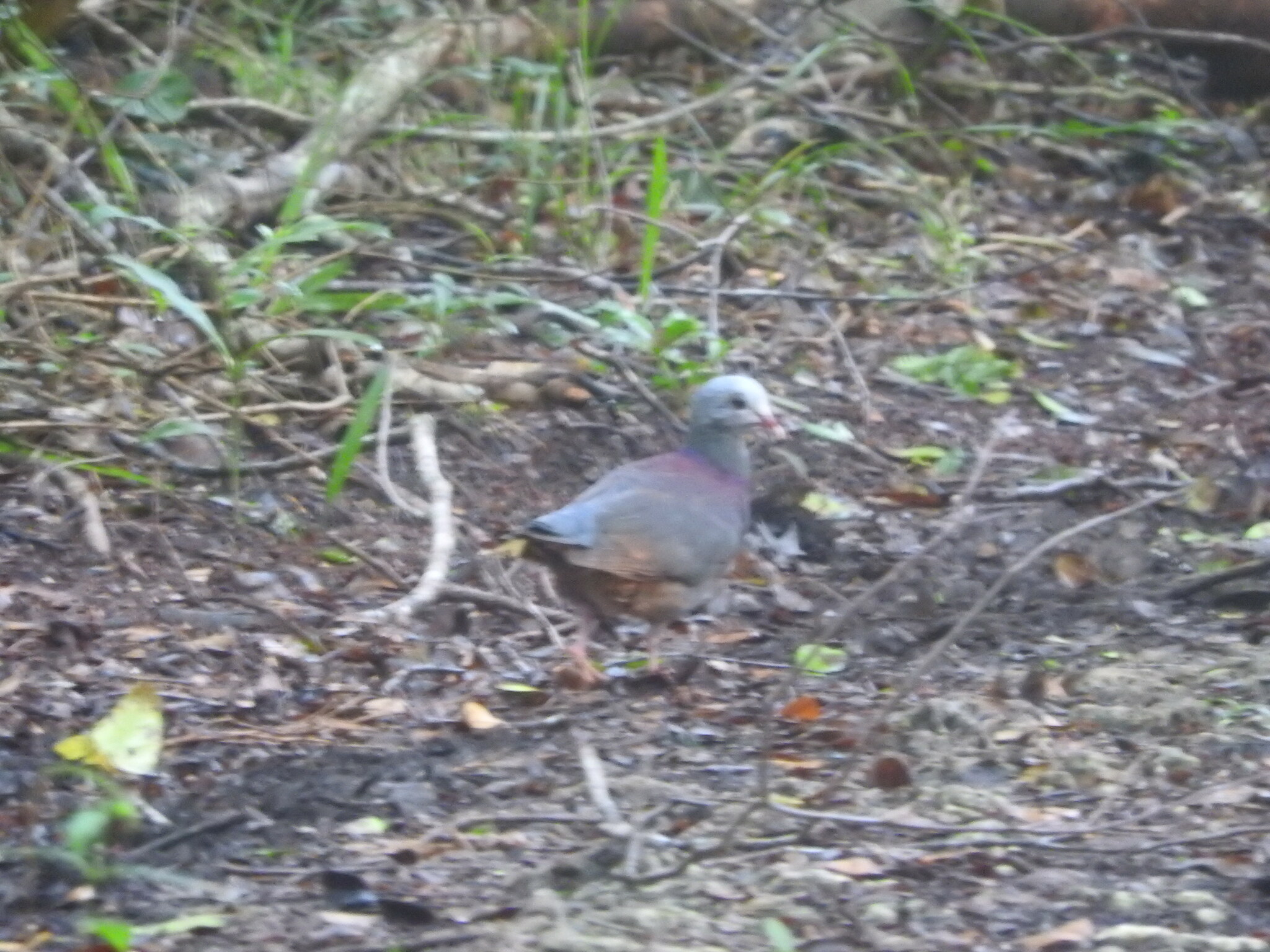 Grey-fronted Quail-Dove (Geotrygon caniceps), photo 4