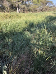 Cyperus sexangularis