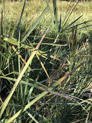 Cyperus sexangularis