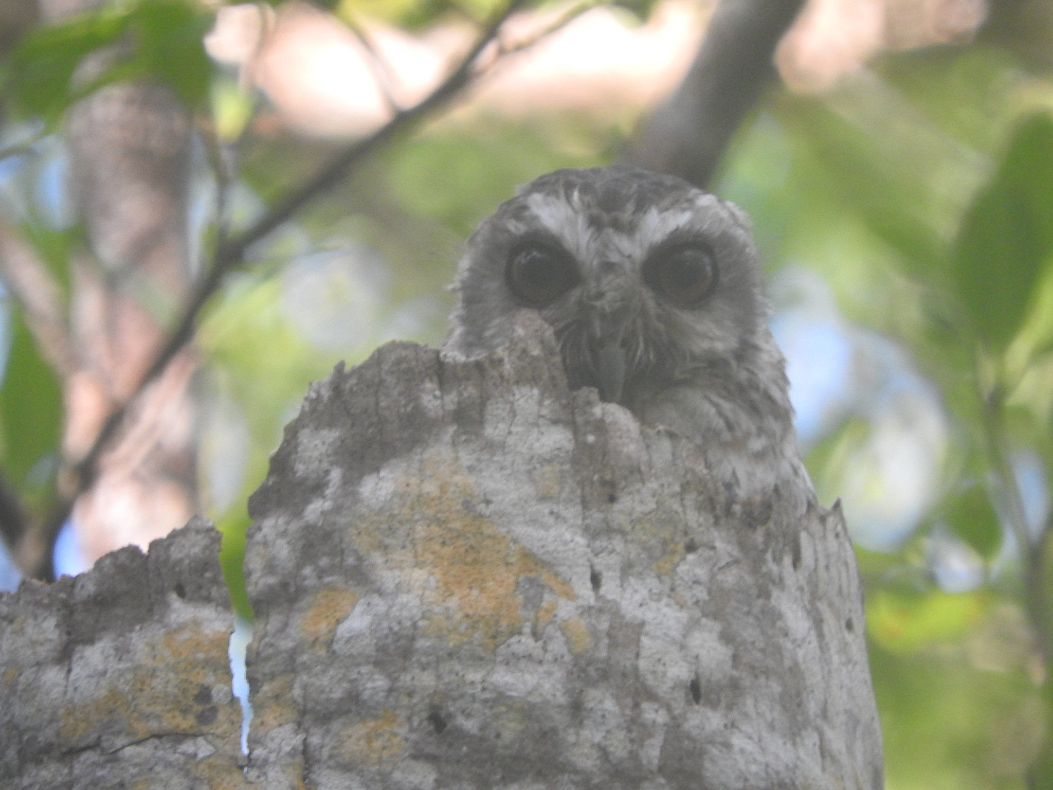 Bare-legged Owl (Margarobyas lawrencii), photo 9