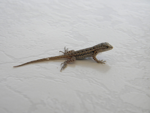 Cozumel Spiny Lizard