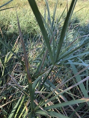 Cyperus sexangularis
