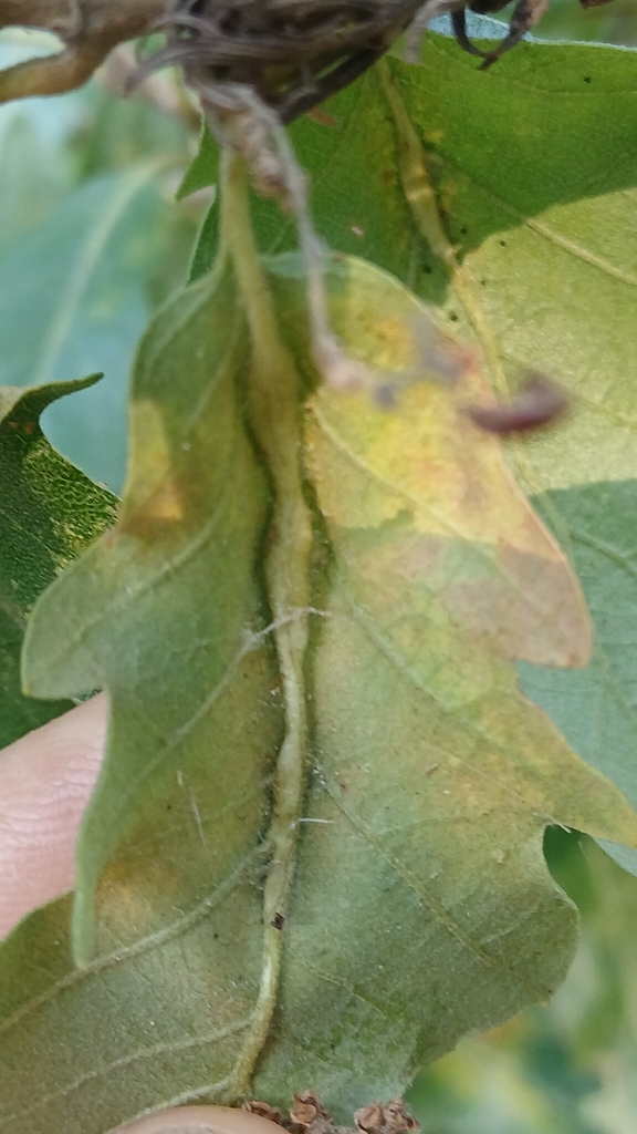 Janetia nervicola