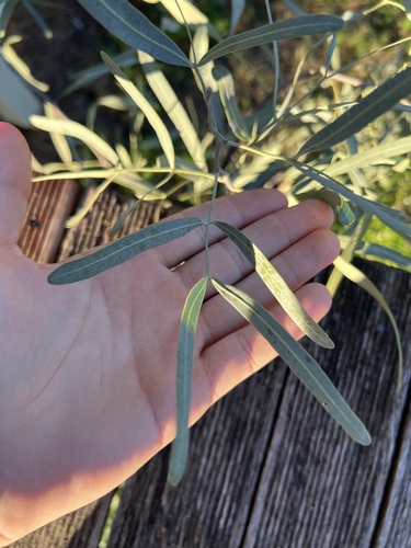 Image of Atalaya hemiglauca by (c) Lucas Christofides, some rights reserved (CC BY)
