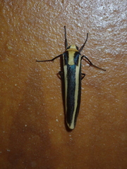 Chrysorabdia vilemani