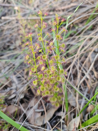 Image of Drosera porrecta by (c) Belinda Forbes, some rights reserved (CC BY)