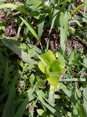 Zea mays mays
