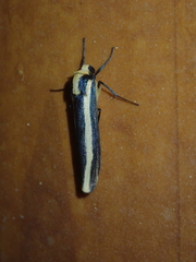 Chrysorabdia vilemani