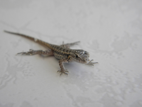 Cozumel Spiny Lizard