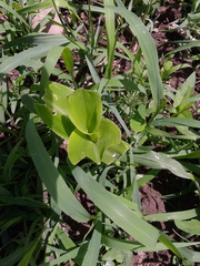 Zea mays mays