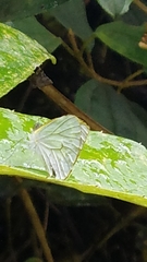 Leptophobia