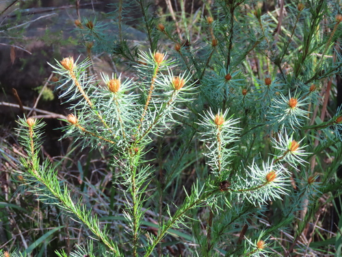 Image of Pultenaea stipularis by (c) ian_mcallan, some rights reserved (CC BY)