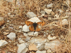 Melitaea ornata