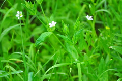 Cerastium davuricum