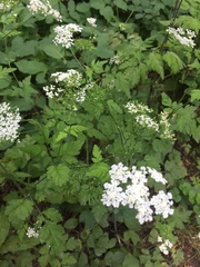 Chaerophyllum temulum