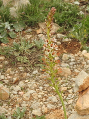 Eremurus spectabilis