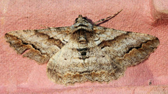 Gastrinodes bitaeniaria