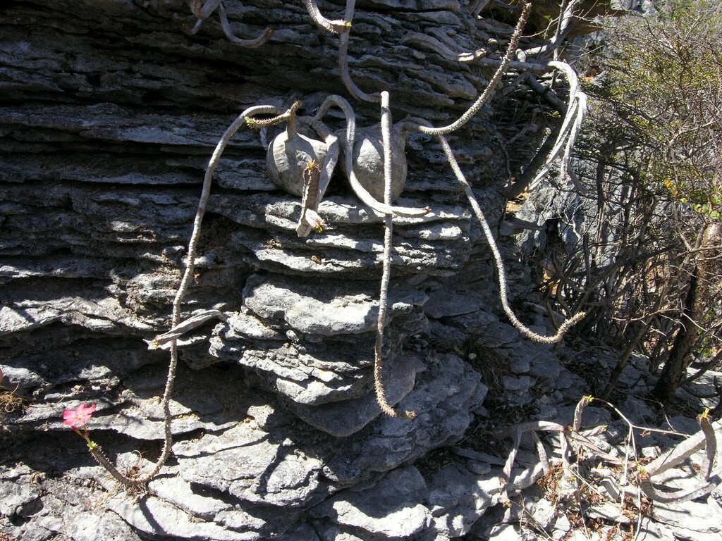 Pachypodium windsorii