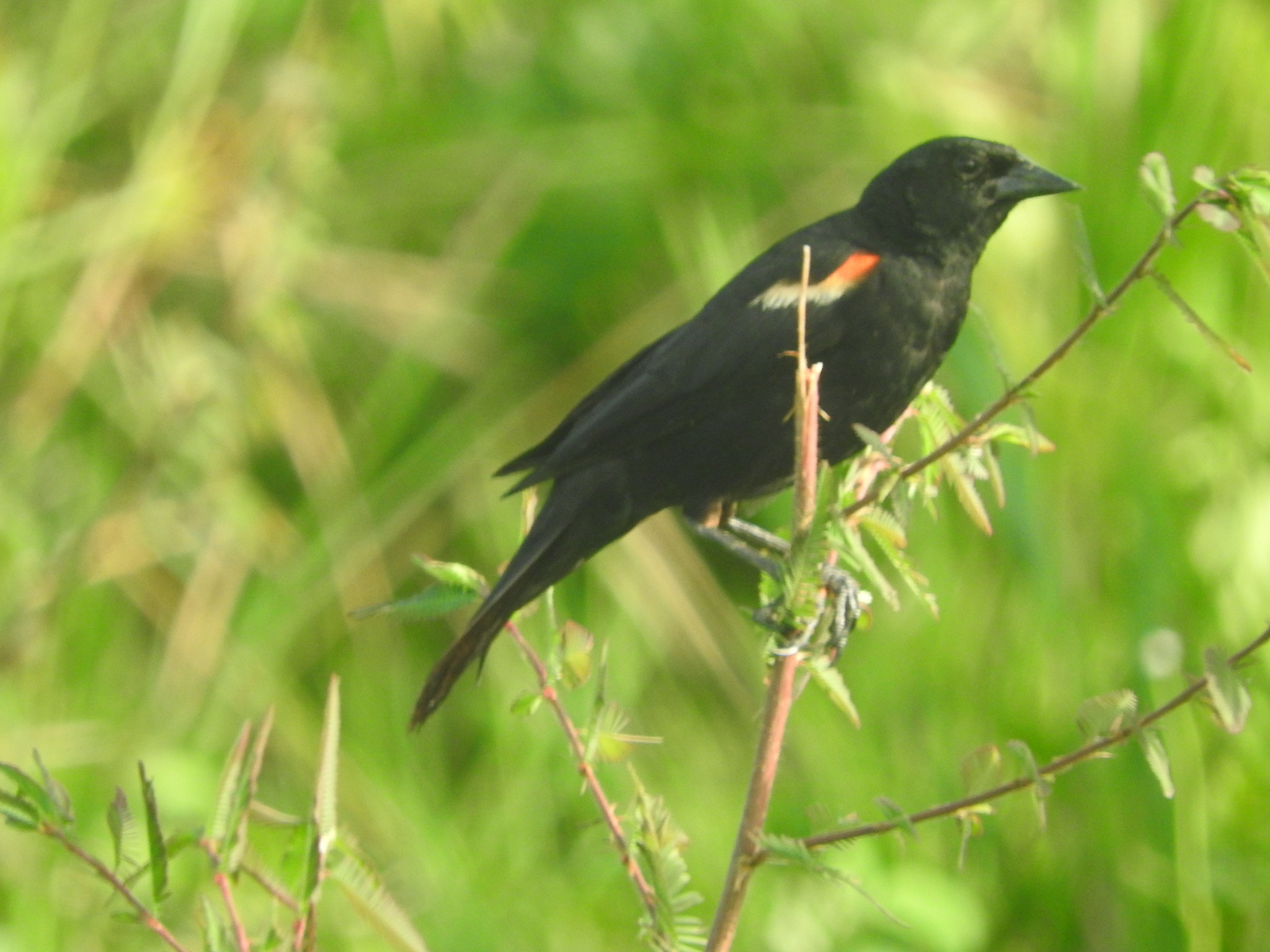 Red-shouldered Blackbird (Agelaius assimilis), photo 3