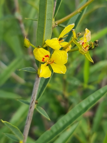 Image of Labichea lanceolata by (c) Belinda Forbes, some rights reserved (CC BY)