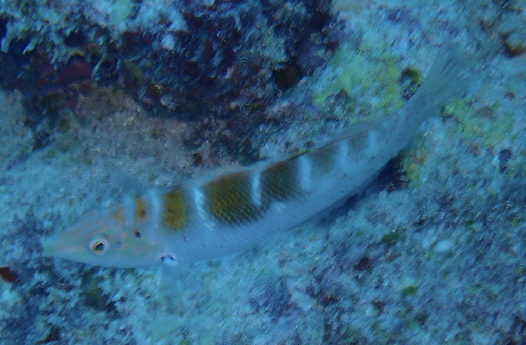 Batu Coris