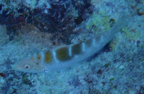 Batu Coris — seen at this dive site