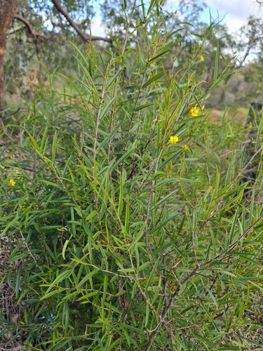 Image of Labichea lanceolata by (c) Belinda Forbes, some rights reserved (CC BY)