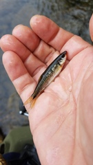 Notropis rubricroceus