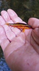 Notropis rubricroceus