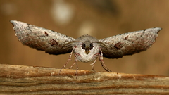 Oenochroma vetustaria