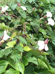 Calystegia silvatica