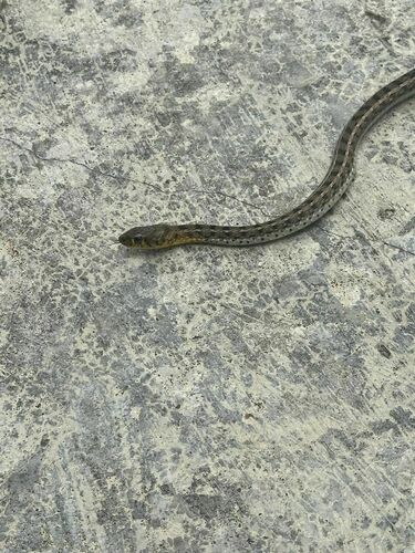 Buff Striped Keelback