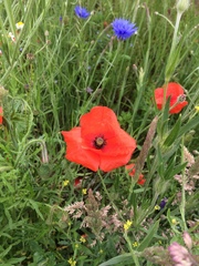Papaver rhoeas