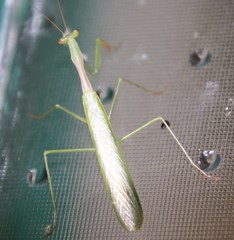 Miomantis