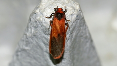 Scoliacma bicolora