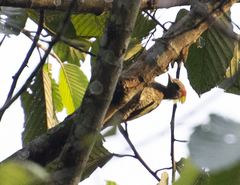 Picus chlorolophus