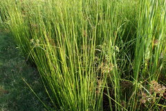 Juncus roemerianus