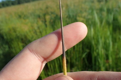 Juncus roemerianus