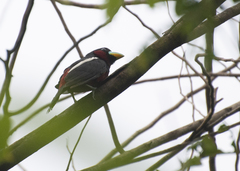 Cymbirhynchus macrorhynchos