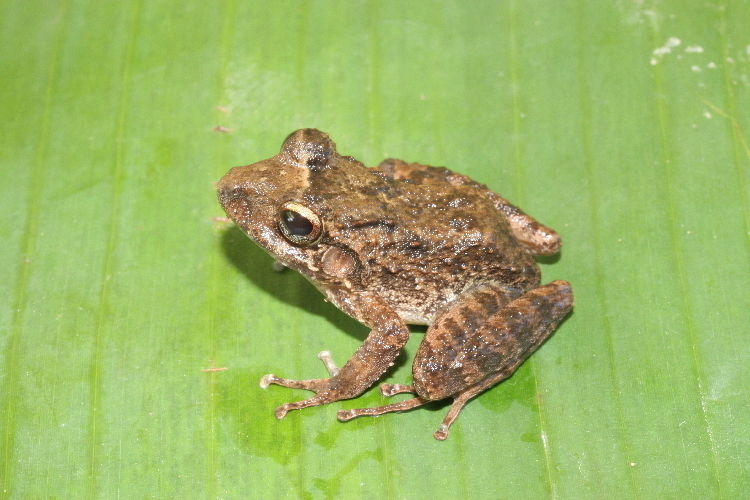 Berkenbusch's Robber Frog