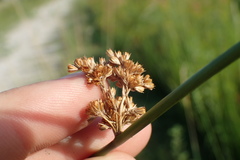 Juncus roemerianus