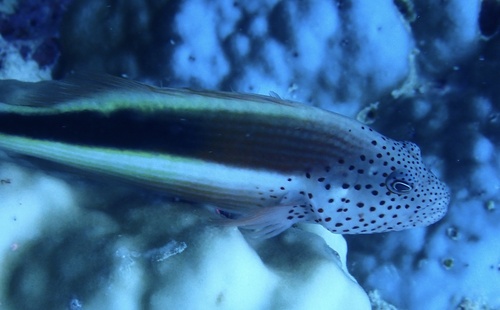 Freckled Hawkfish — seen at this dive site