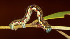 Chlenias zonaea