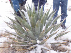 Agave potrerana