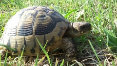 Testudo hermanni